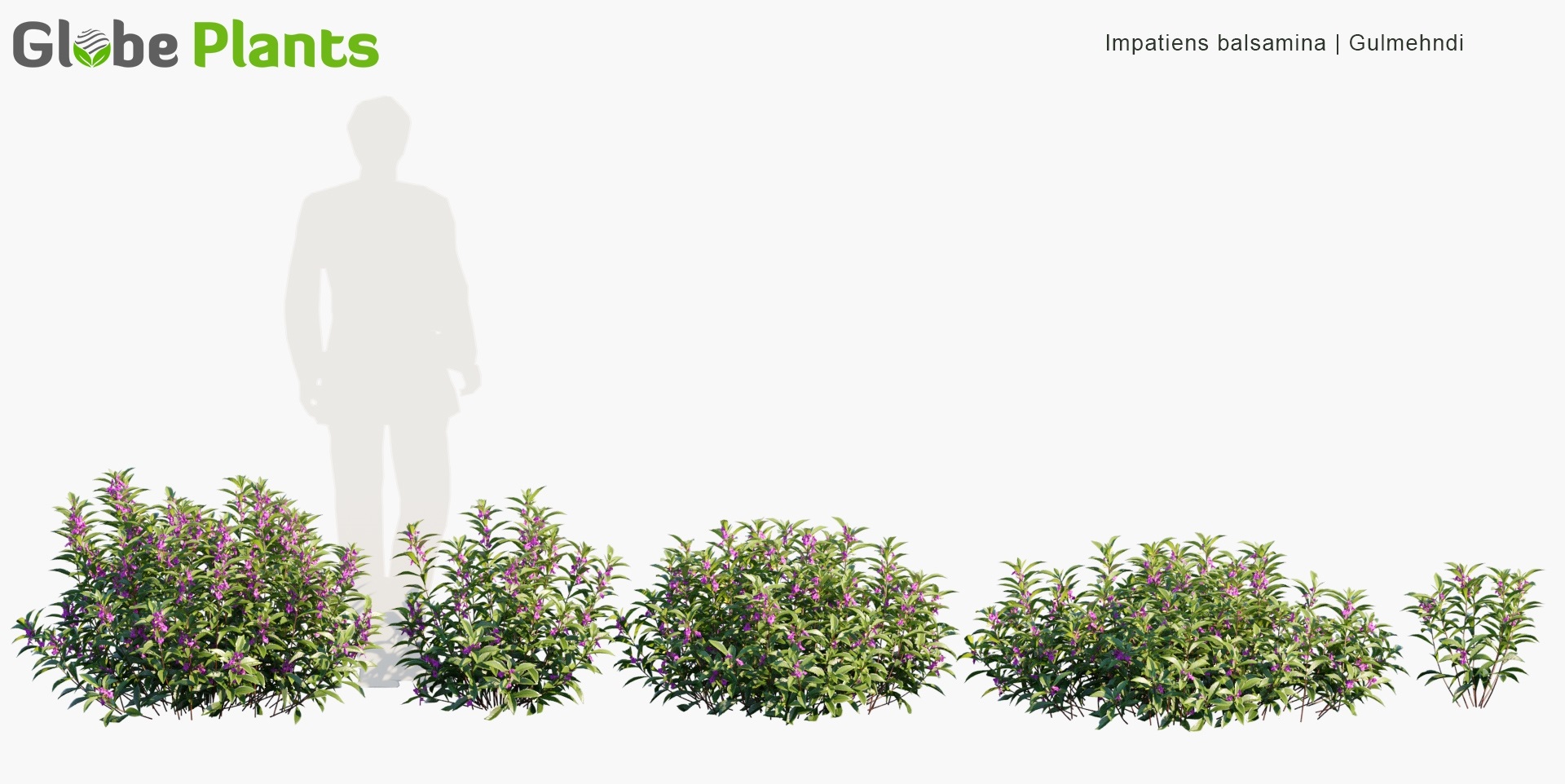 Impatiens-balsamina_PRV1