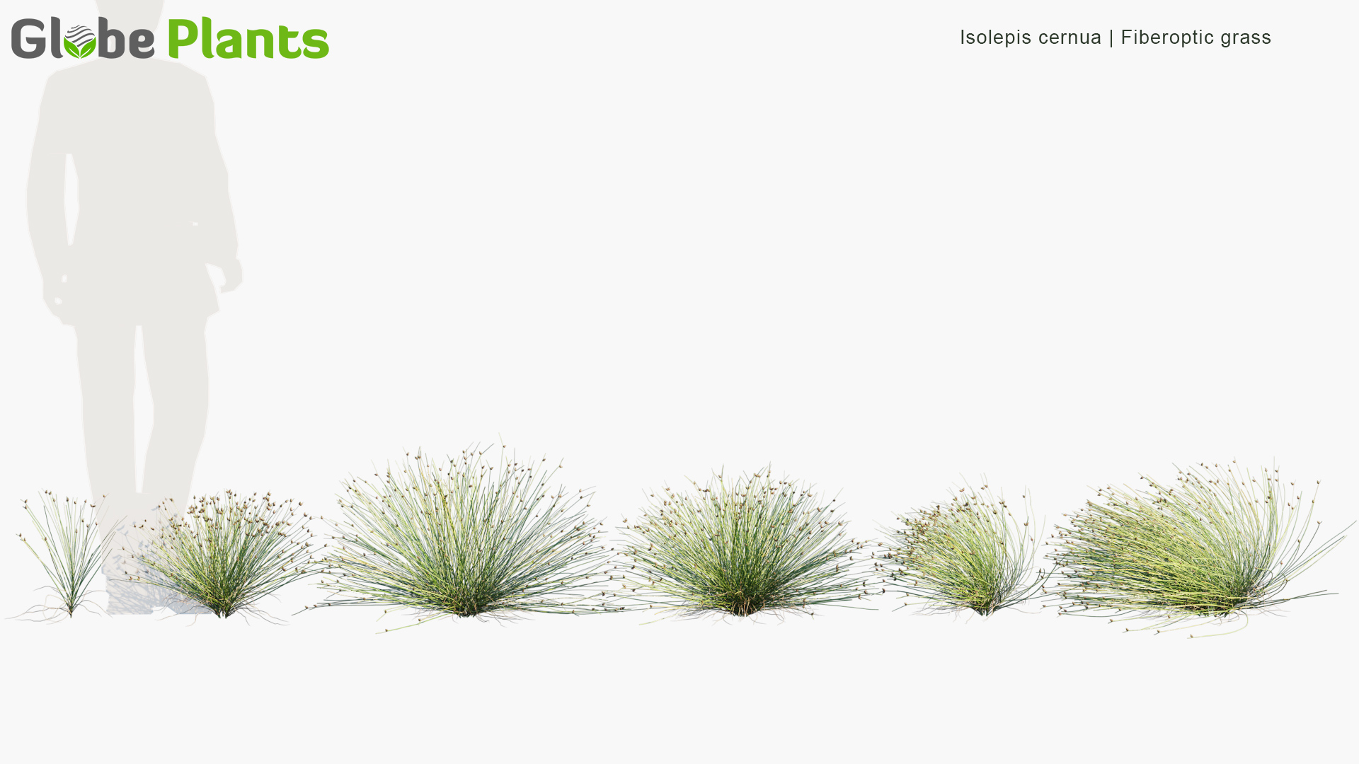 Isolepis-cernua_PRV1