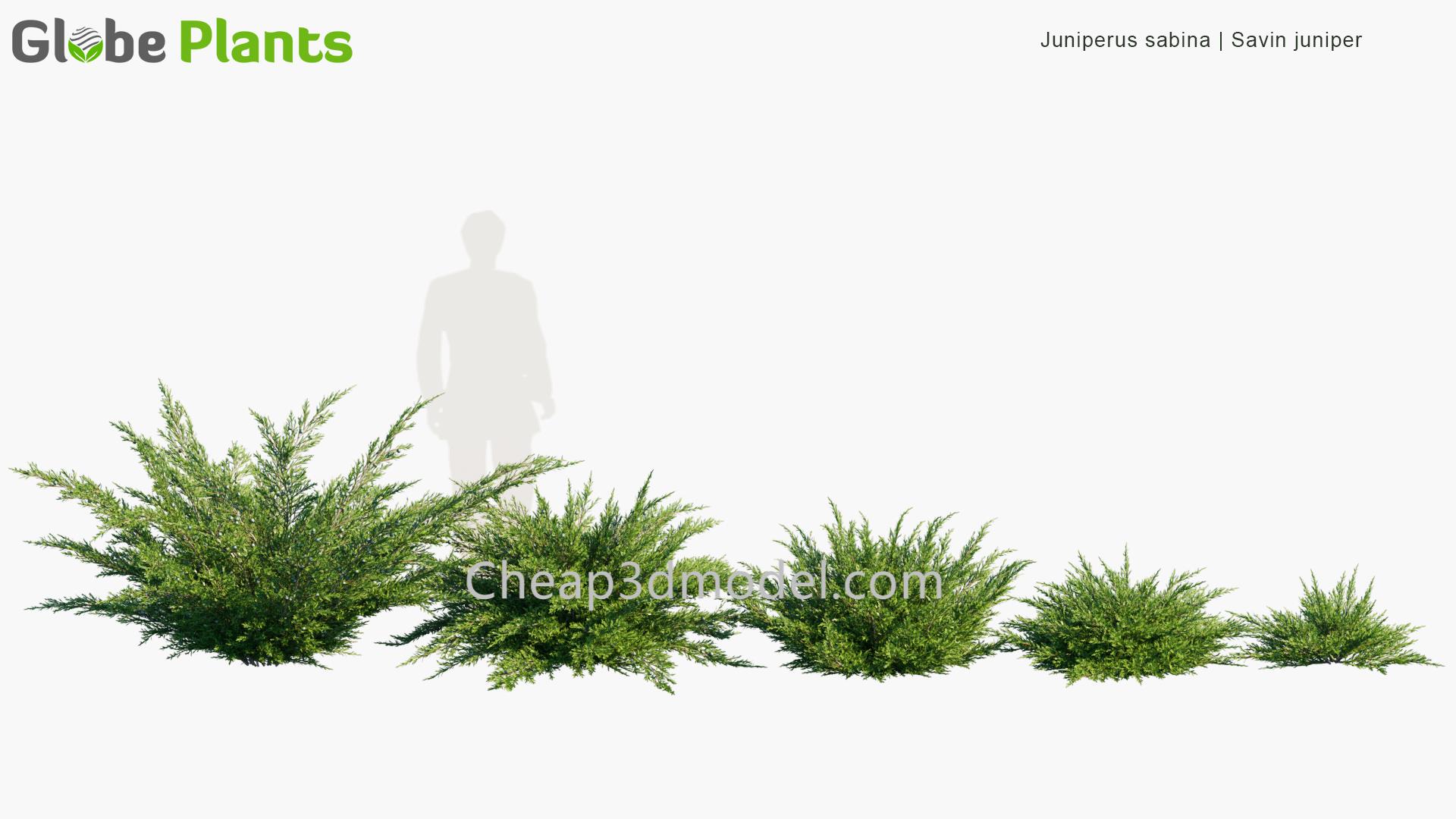 Juniperus-sabina_PRV1