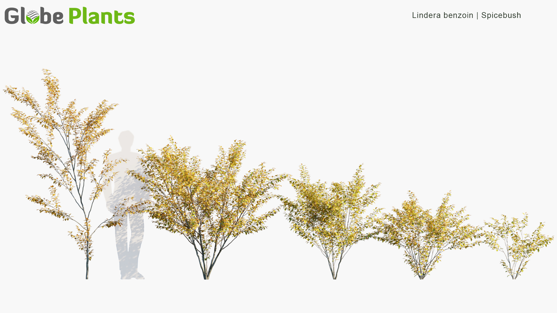 Lindera-benzoin_PRV1