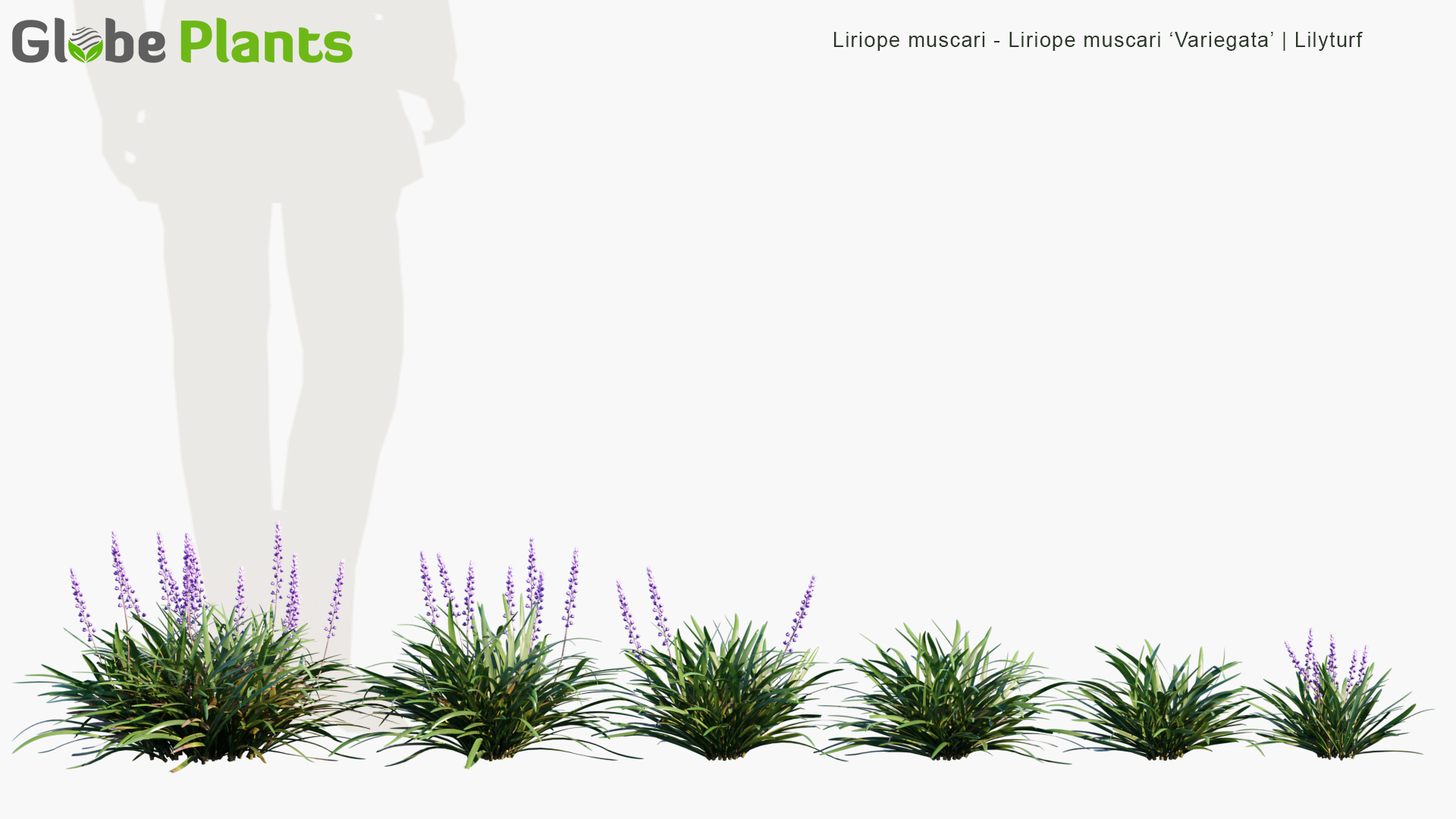 Liriope-muscari_PRV1