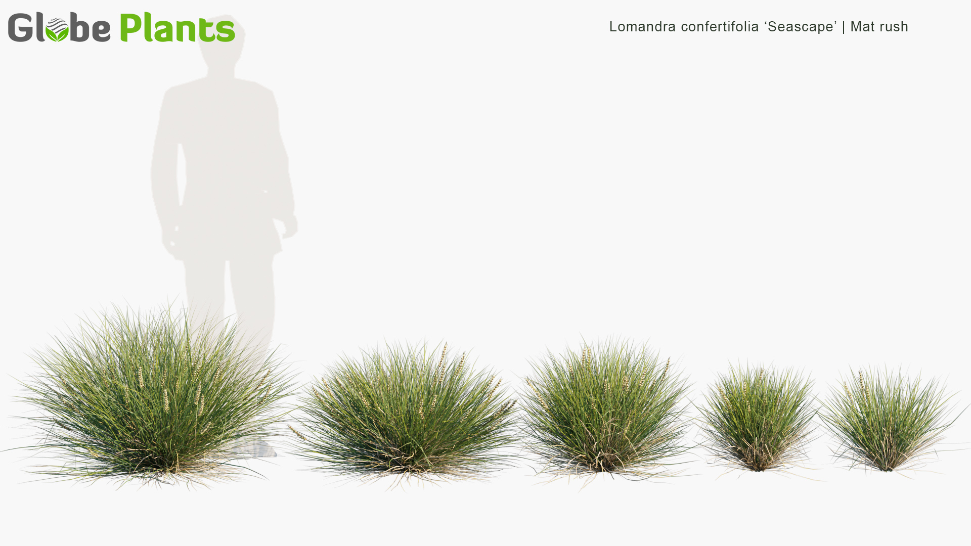 Lomandra-confertifolia-Seascape_PRV1
