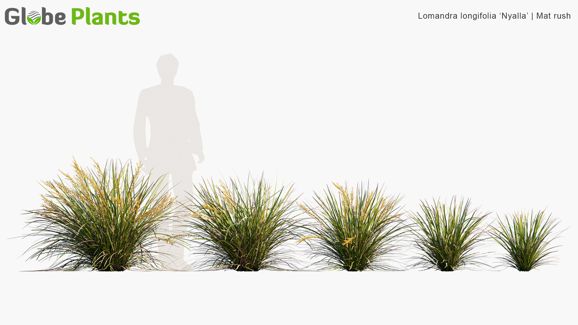 Lomandra longifolia Nyalla_PRV1