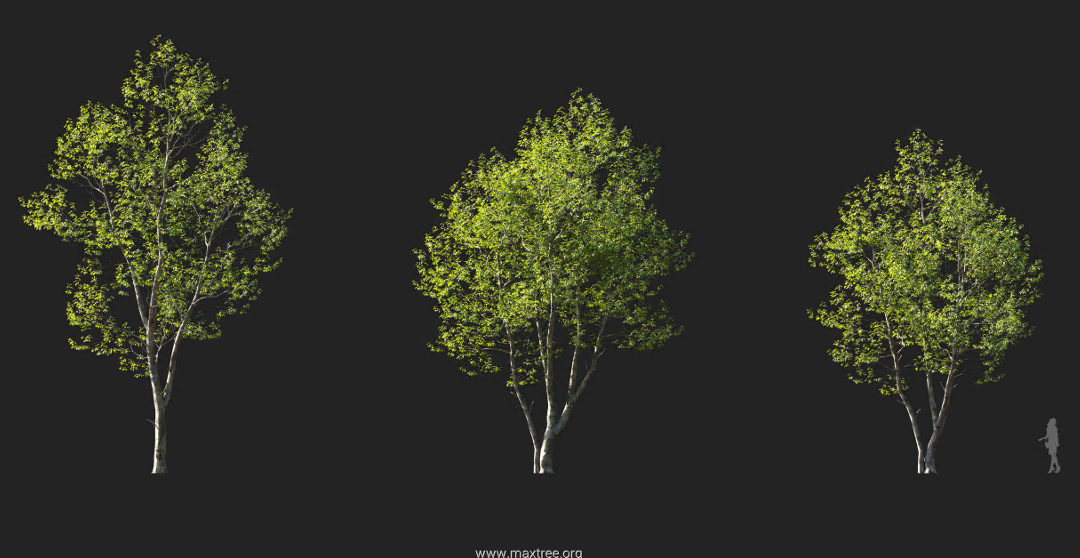 Maxtree - Plant Models Vol 114