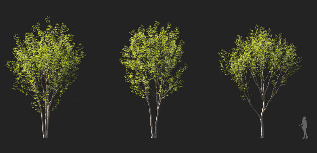 Maxtree - Plant Models Vol 1141