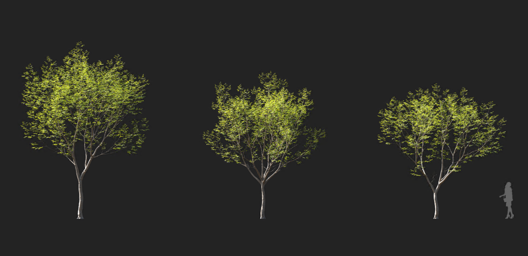 Maxtree - Plant Models Vol 1142