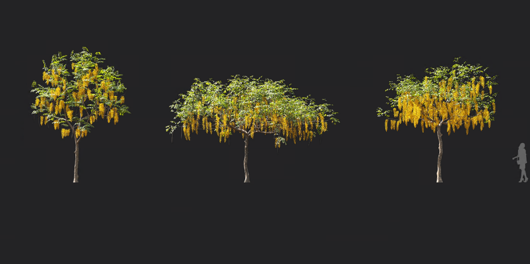 Maxtree - Plant Models Vol 1194