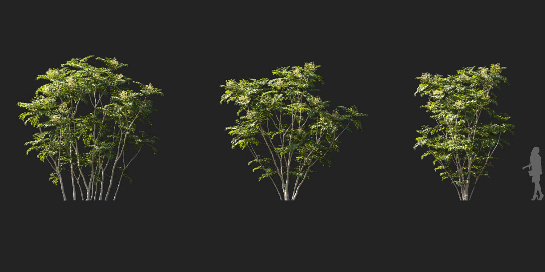 Maxtree - Plant Models Vol 1221