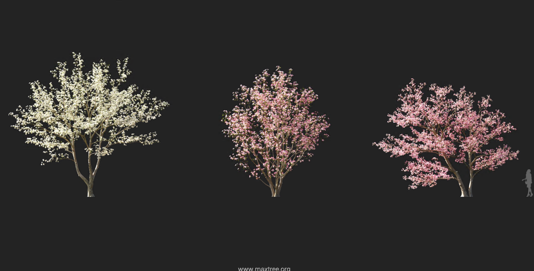 Maxtree - Plant Models Vol 1225