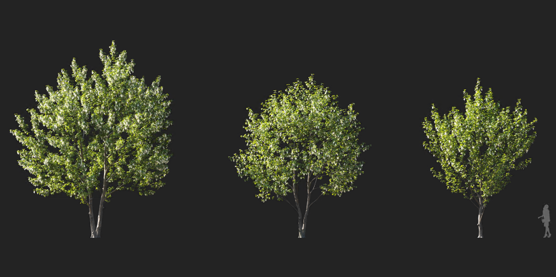 Maxtree - Plant Models Vol 1226