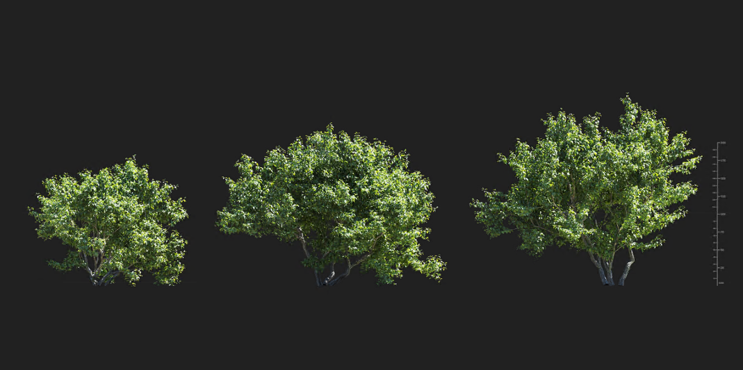 Maxtree - Plant Models Vol 1371