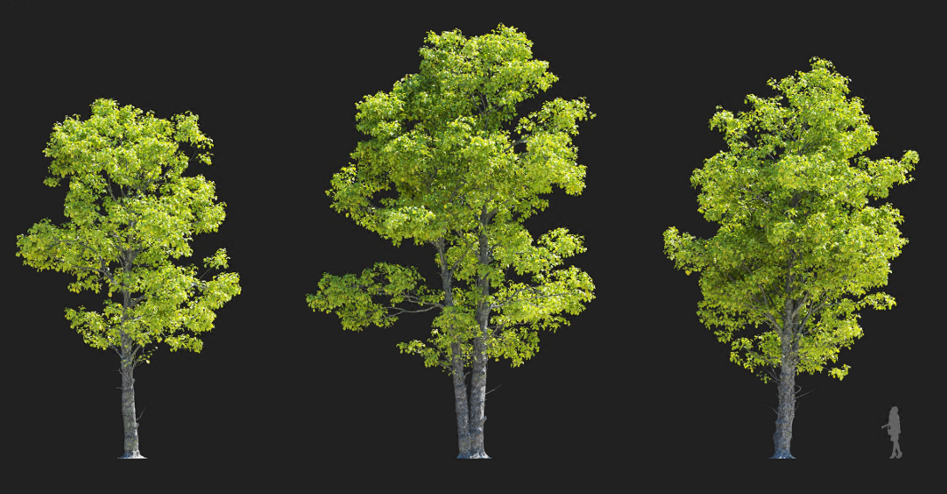 Maxtree - Plant Models Vol 1372