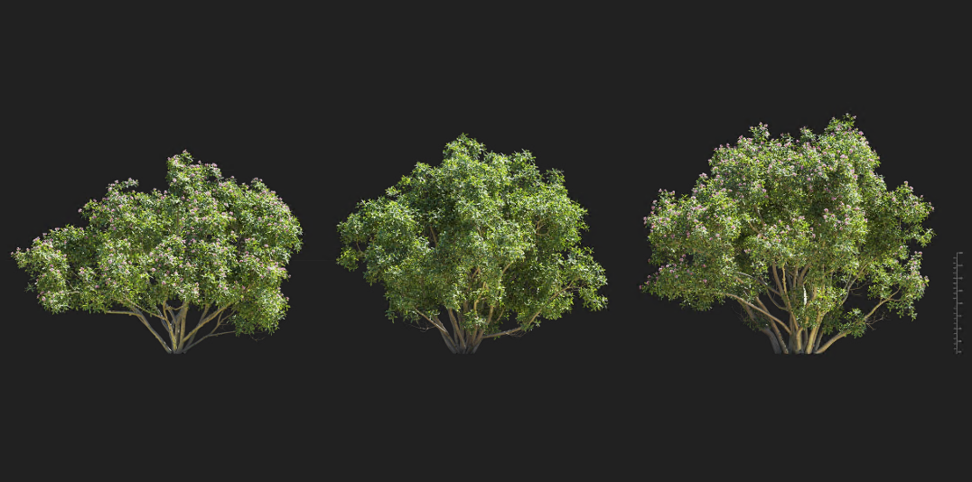 Maxtree - Plant Models Vol 1373