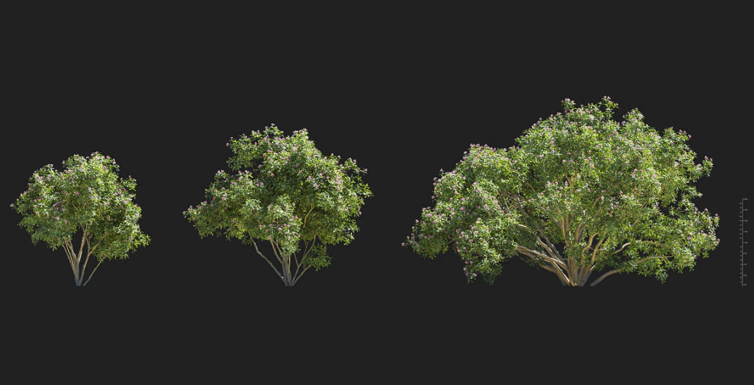 Maxtree - Plant Models Vol 1374