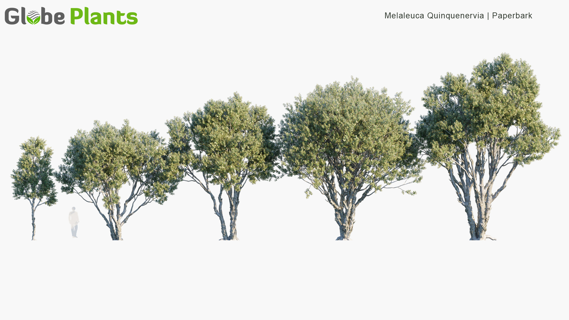 Melaleuca-Quinquenervia_PRV1