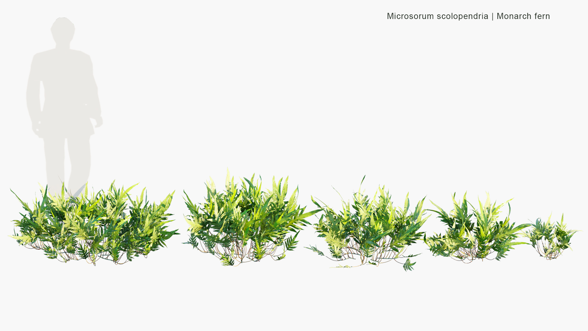 Microsorum-scolopendria_PRV1