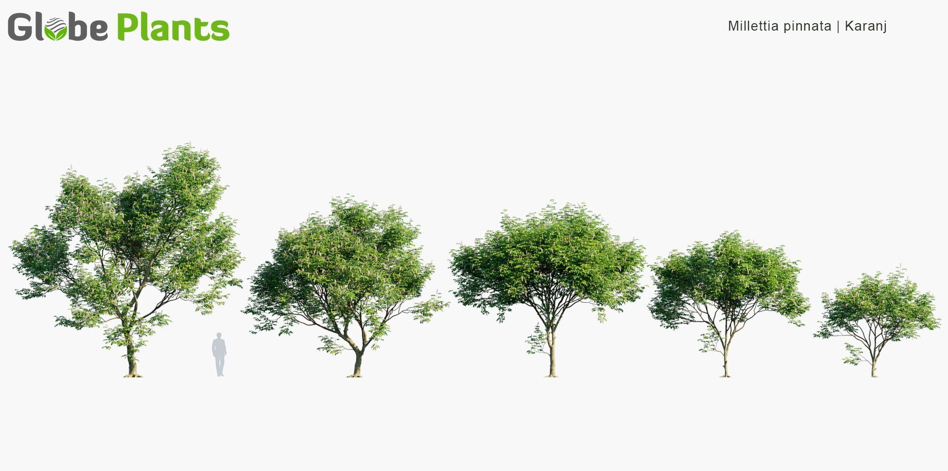 Millettia-pinnata_PRV1