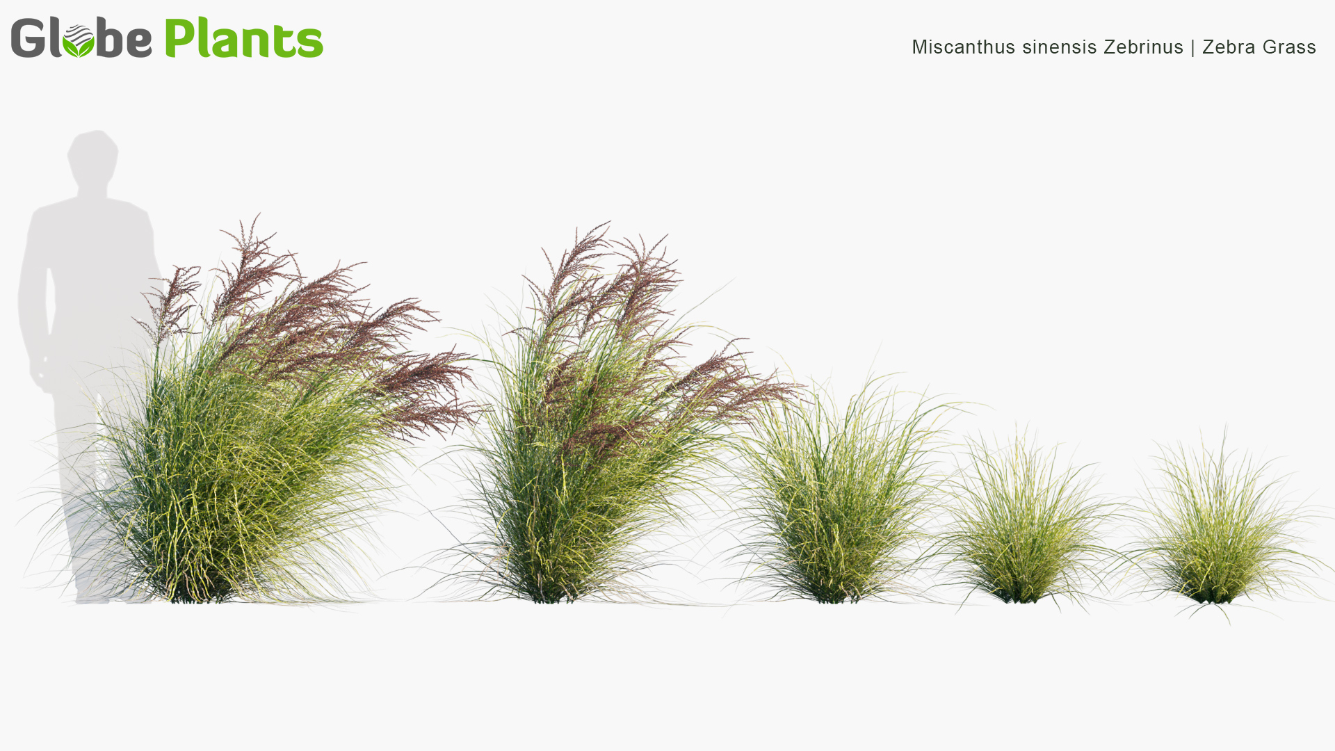 Miscanthus-sinensis-Zebrinus_PRV1