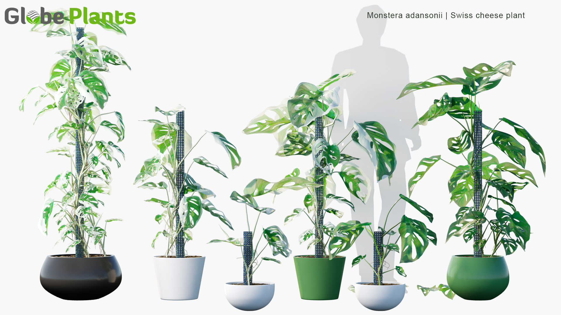 Monstera-adansonii_PRV1