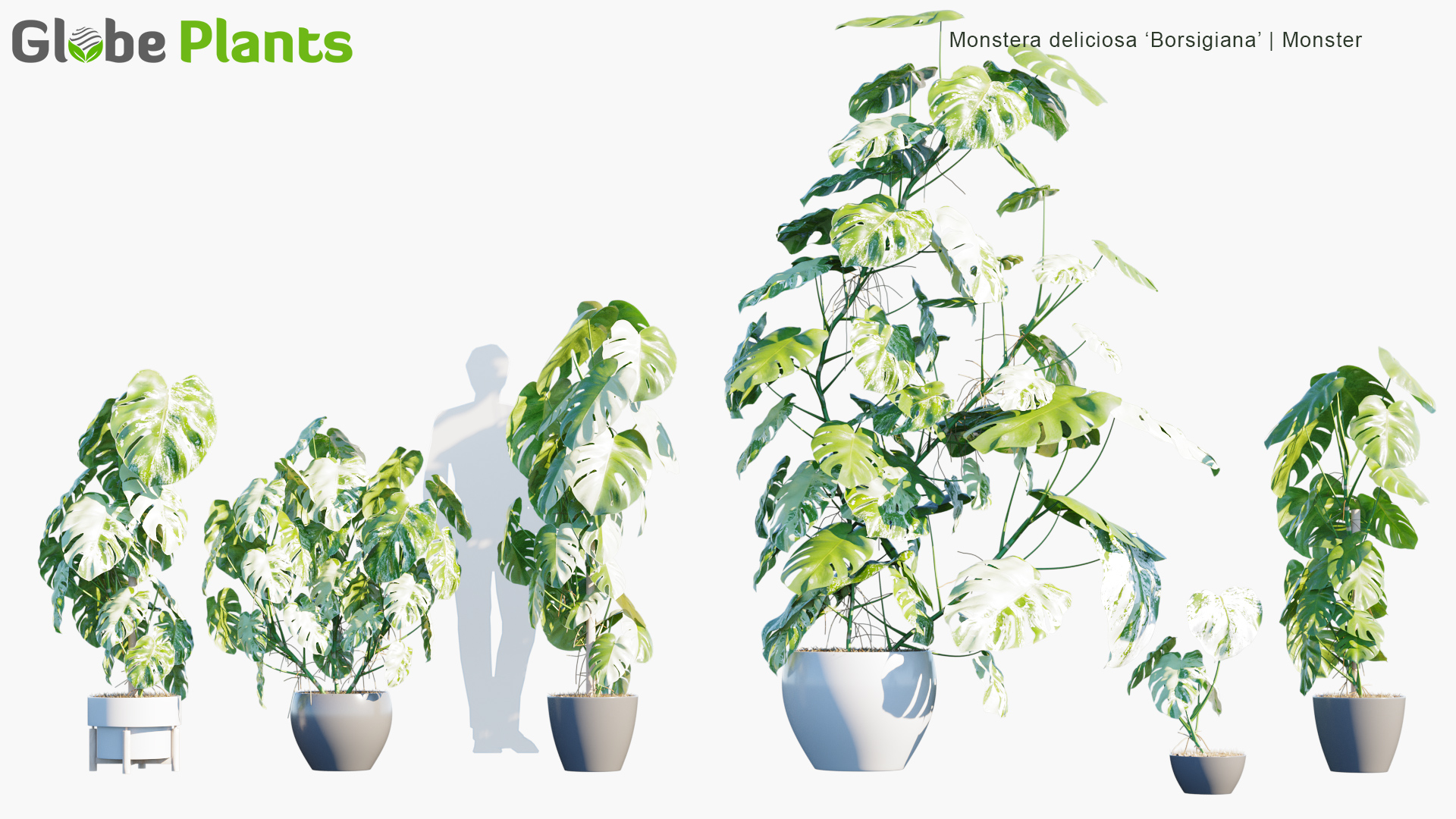 Monstera-deliciosa-borsigiana_PRV1