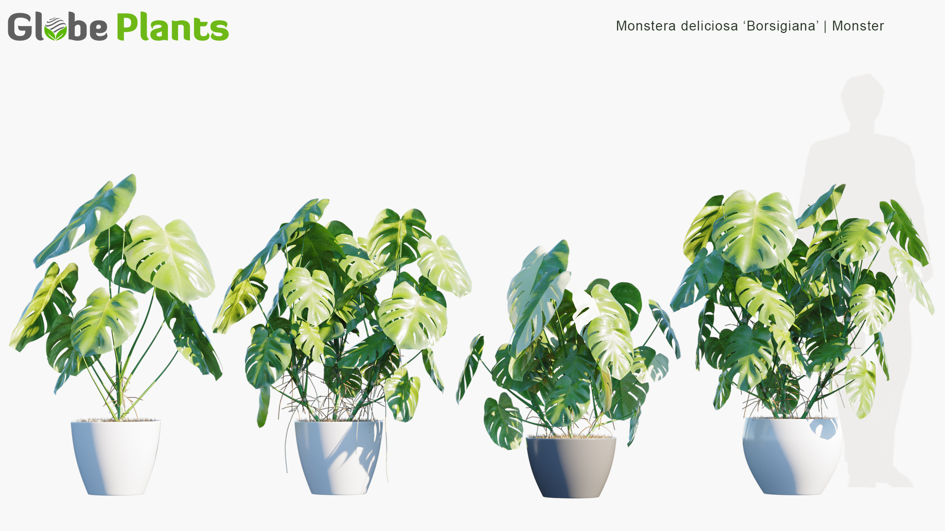 Monstera-deliciosa-borsigiana_PRV2