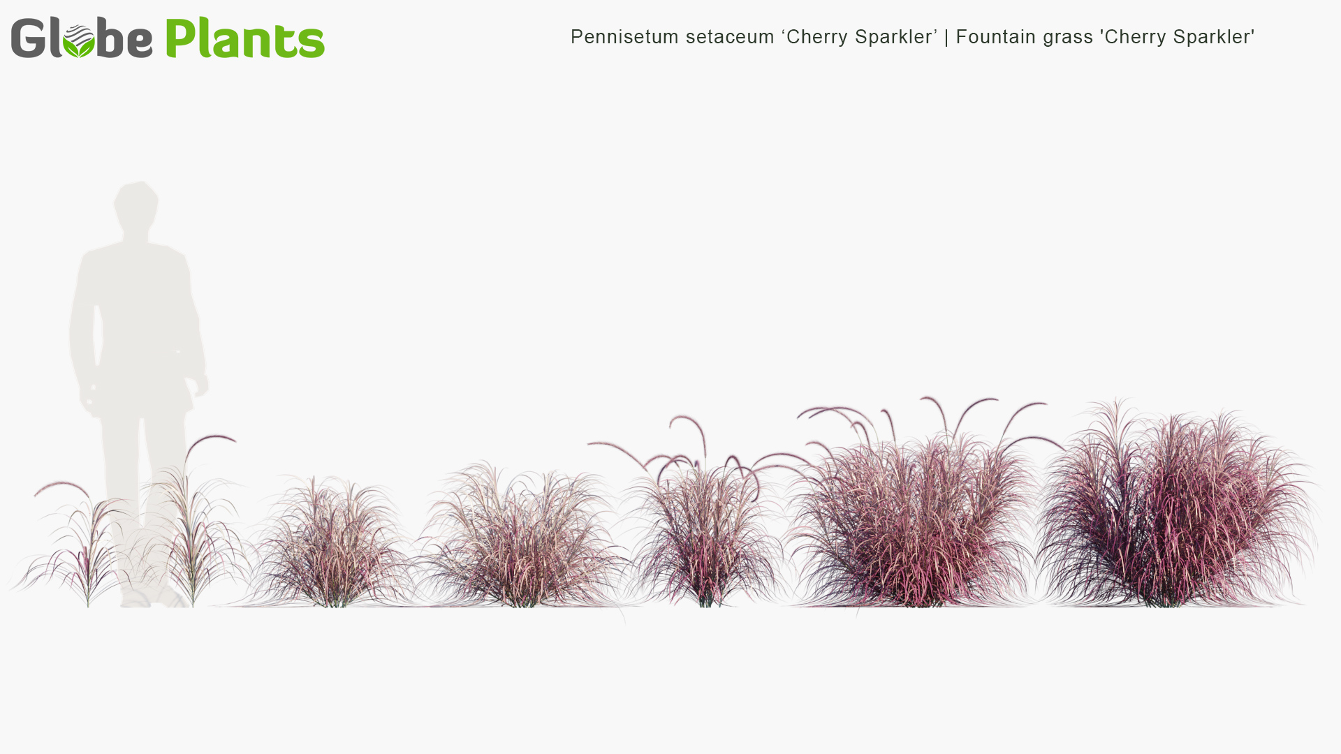 Pennisetum-setaceum-Cherry-Sparkler_PRV1