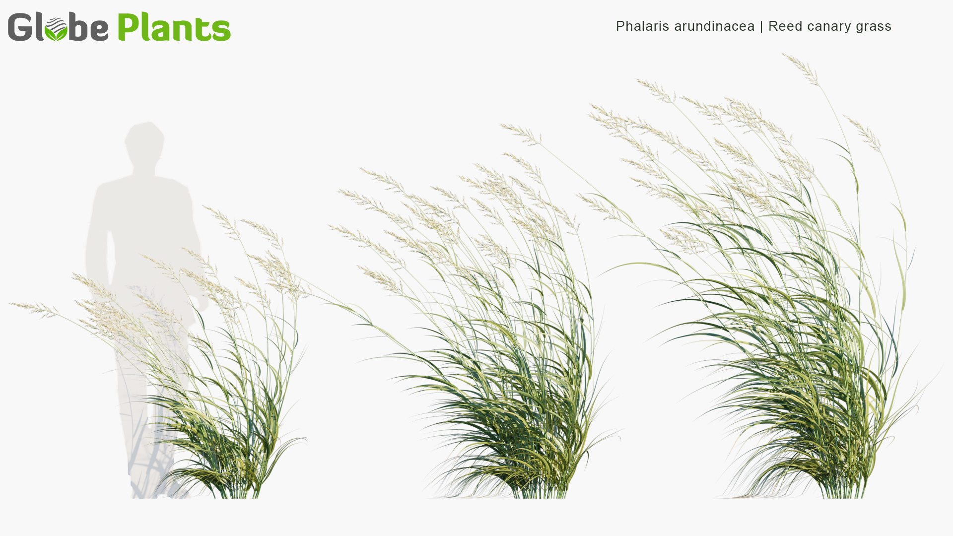 Phalaris-arundinacea_PRV2