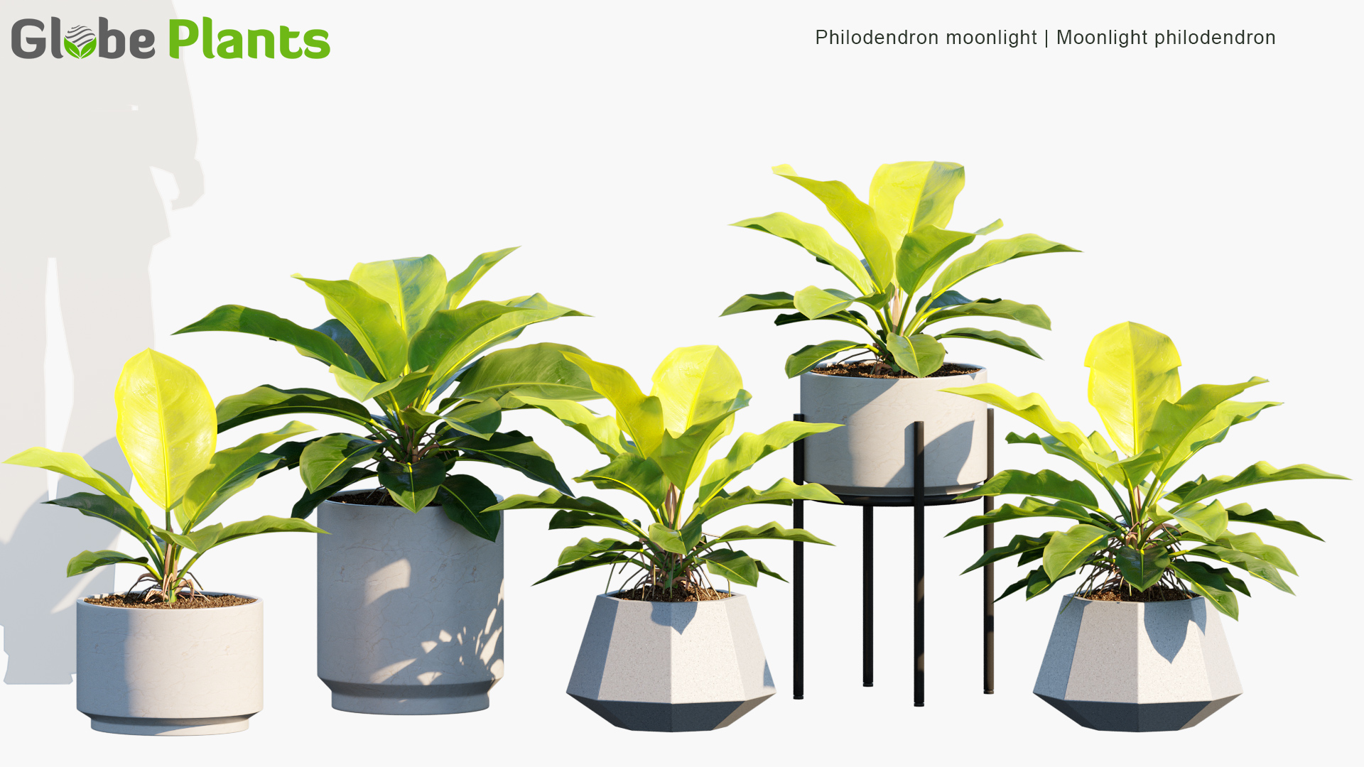 Philodendron-moonlight_PRV1