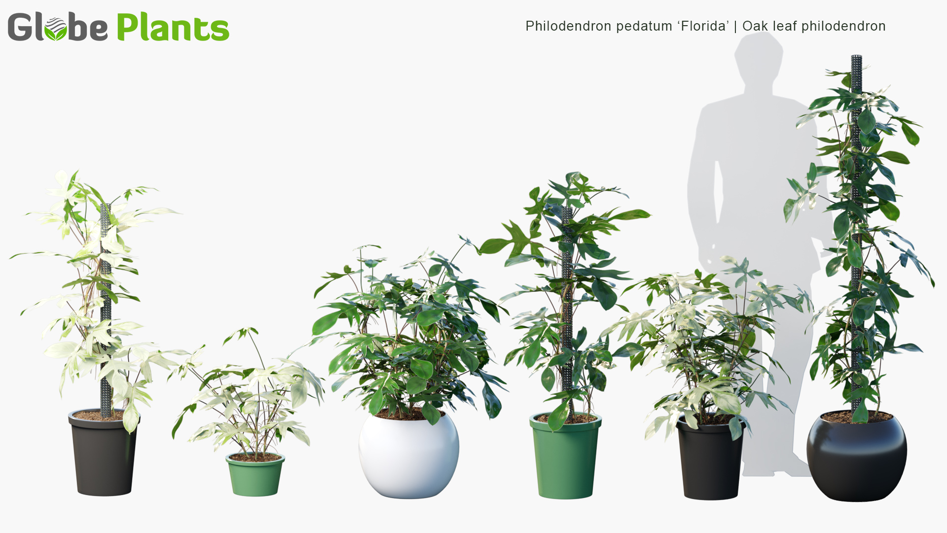 Philodendron-pedatum-Florida_PRV1