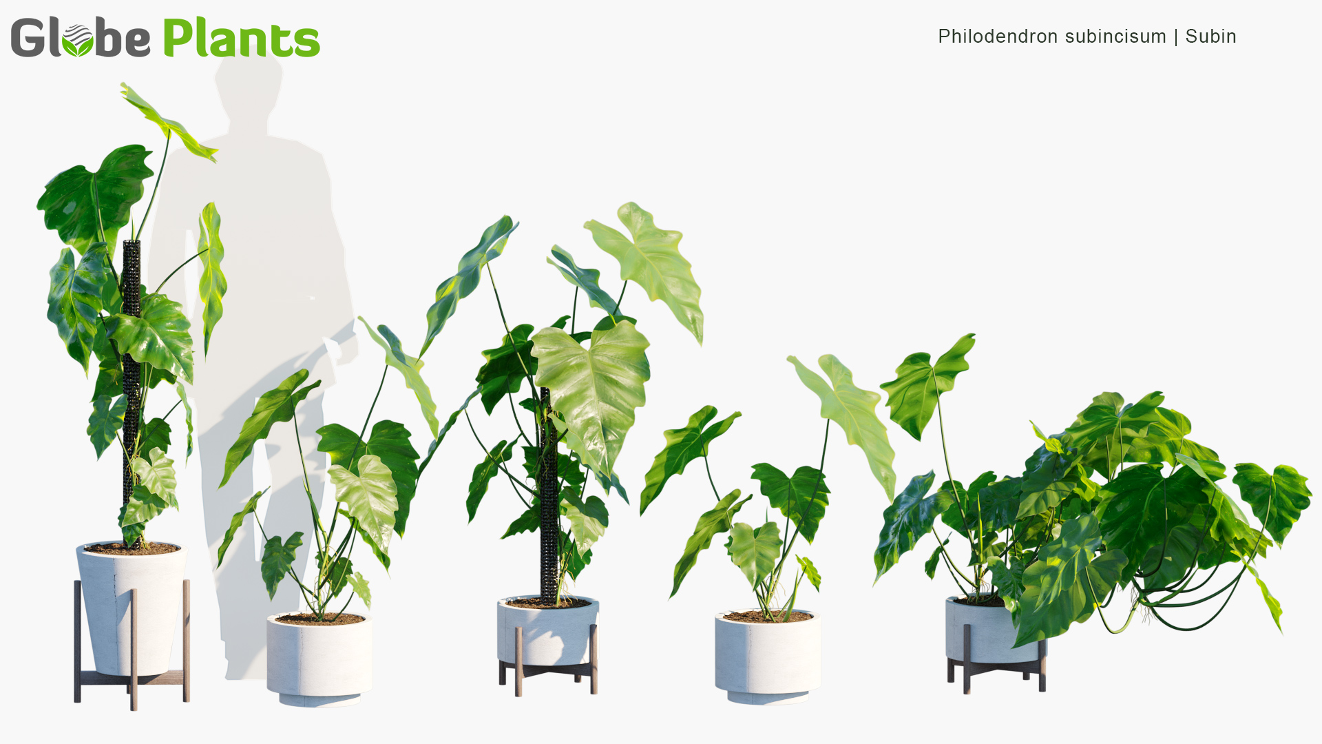 Philodendron-subincisum_PRV1