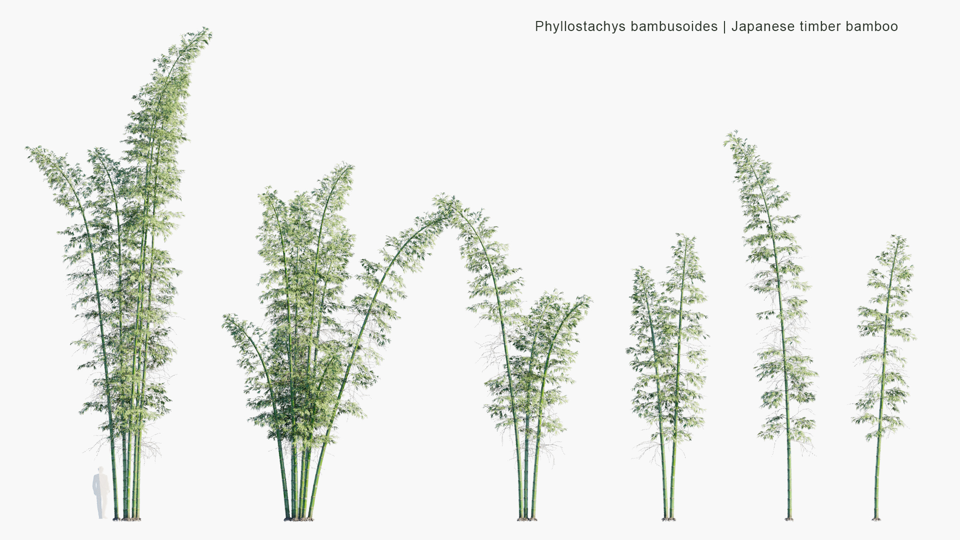 Phyllostachys-bambusoides_PRV1