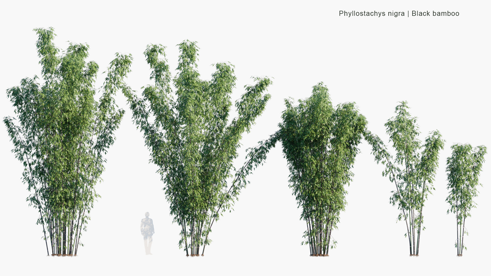 Phyllostachys-nigra_PRV1
