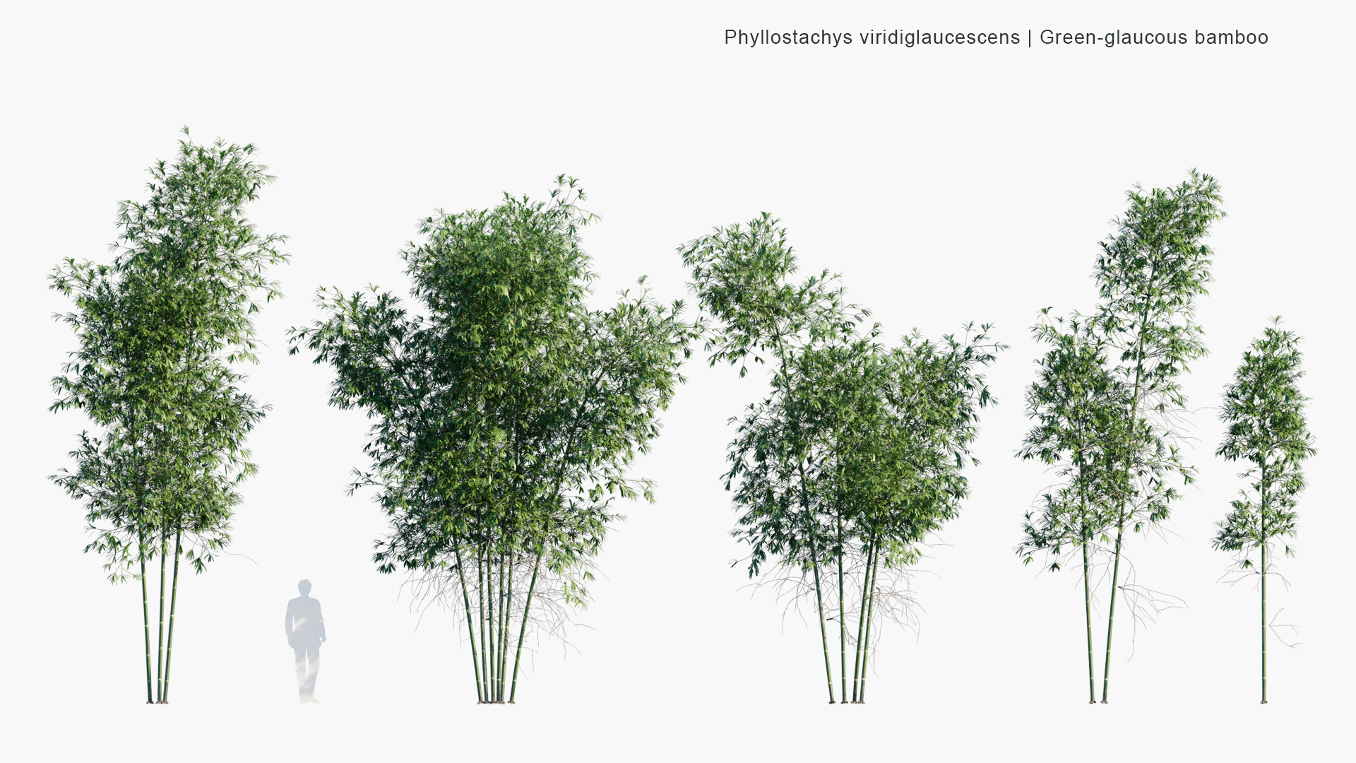Phyllostachys-viridiglaucescens_PRV1