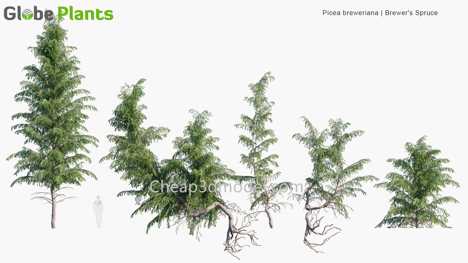 Picea-breweriana_PRV1
