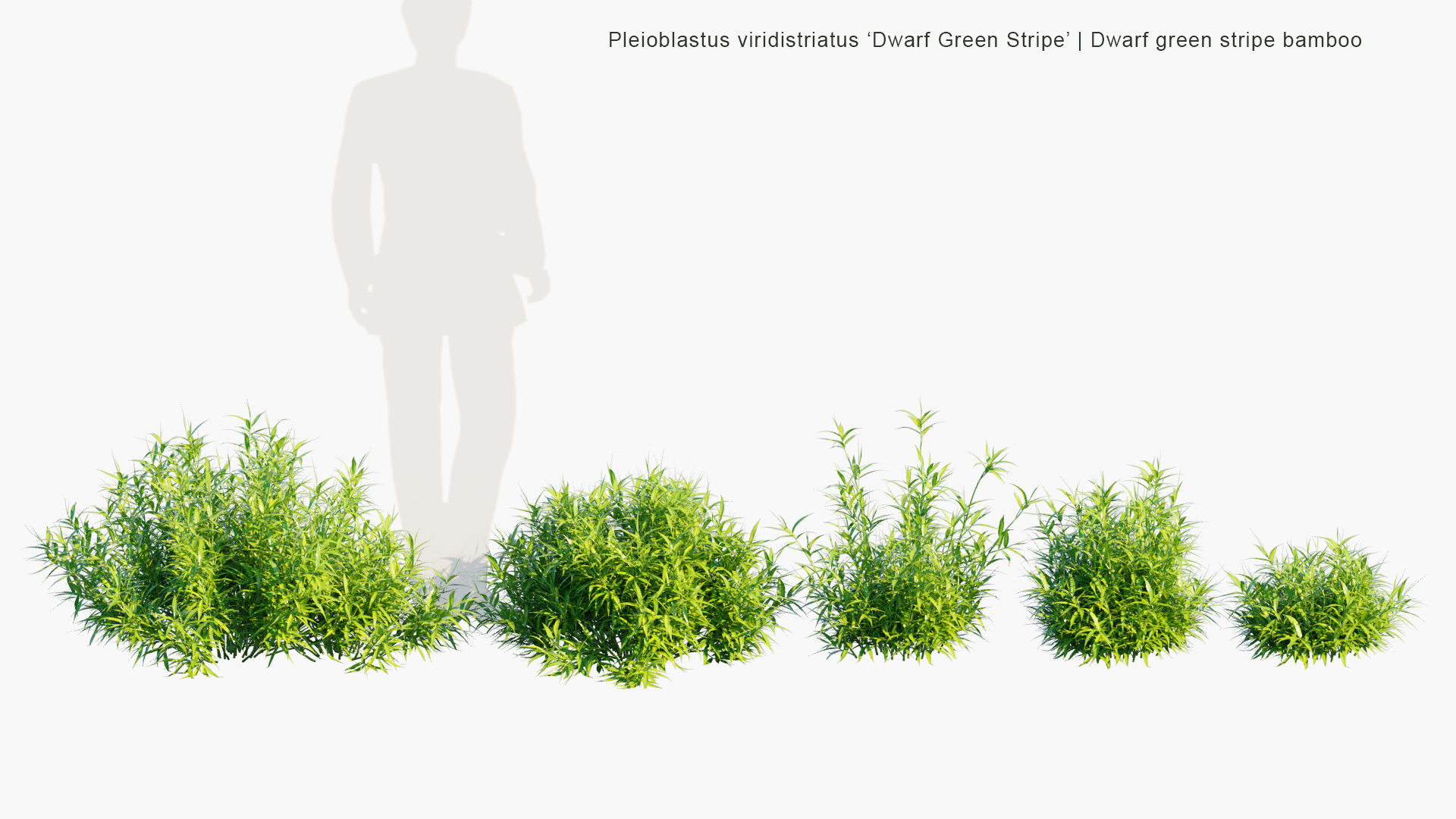 Pleioblastus-viridistriatus_PRV1