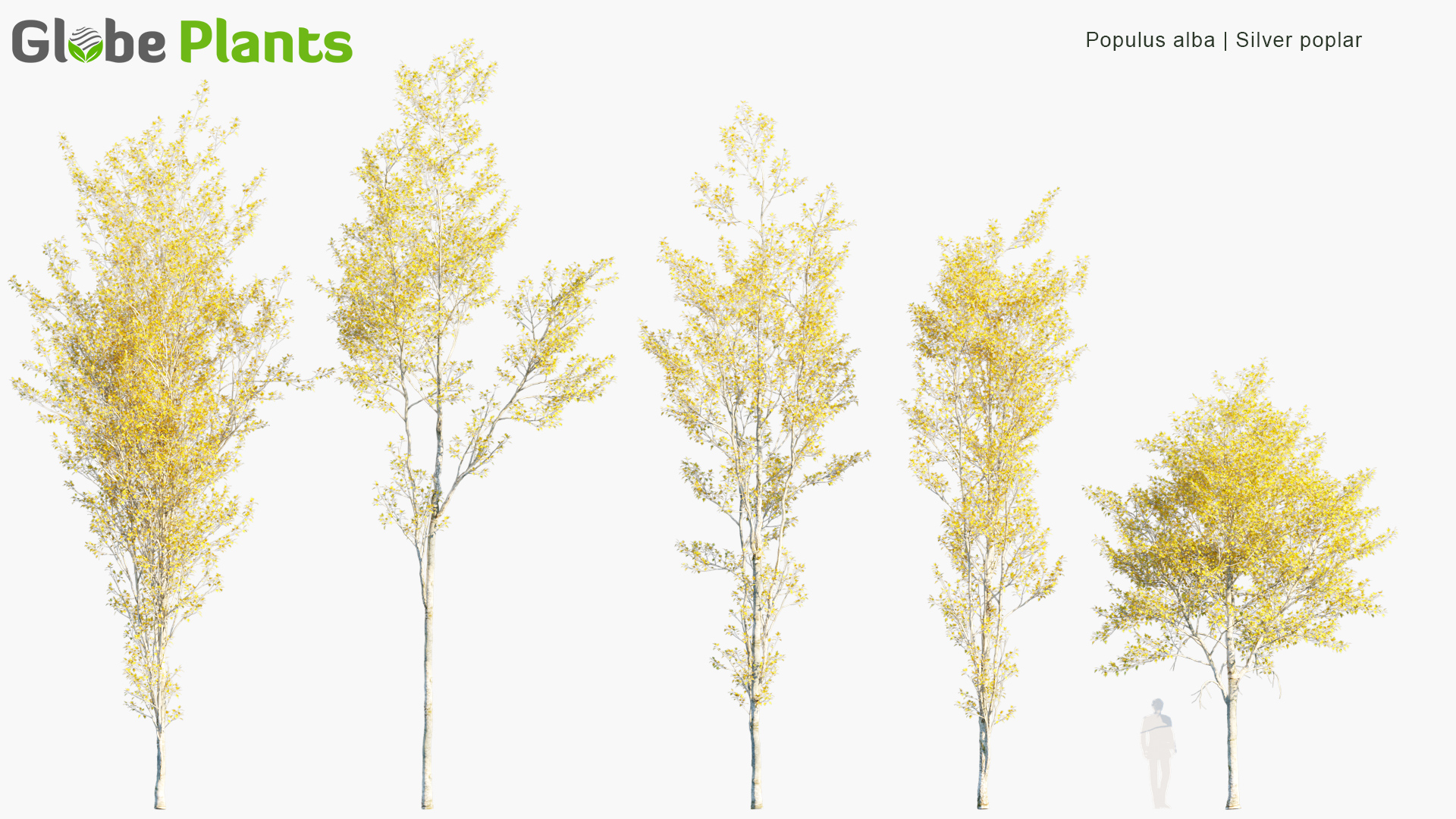 Populus-alba_PRV1