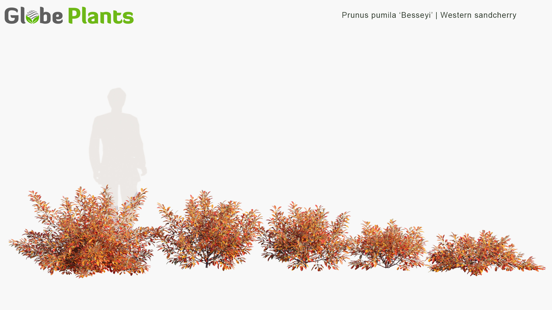 Prunus-pumila-Besseyi_PRV1