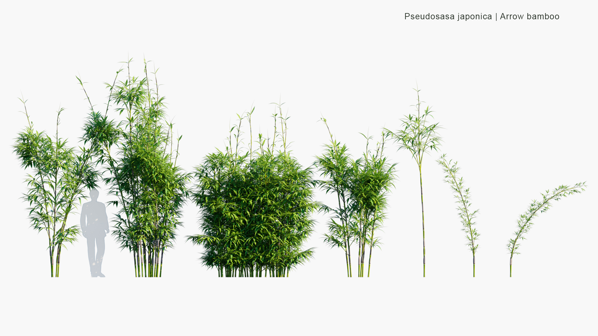 Pseudosasa-japonica_PRV1