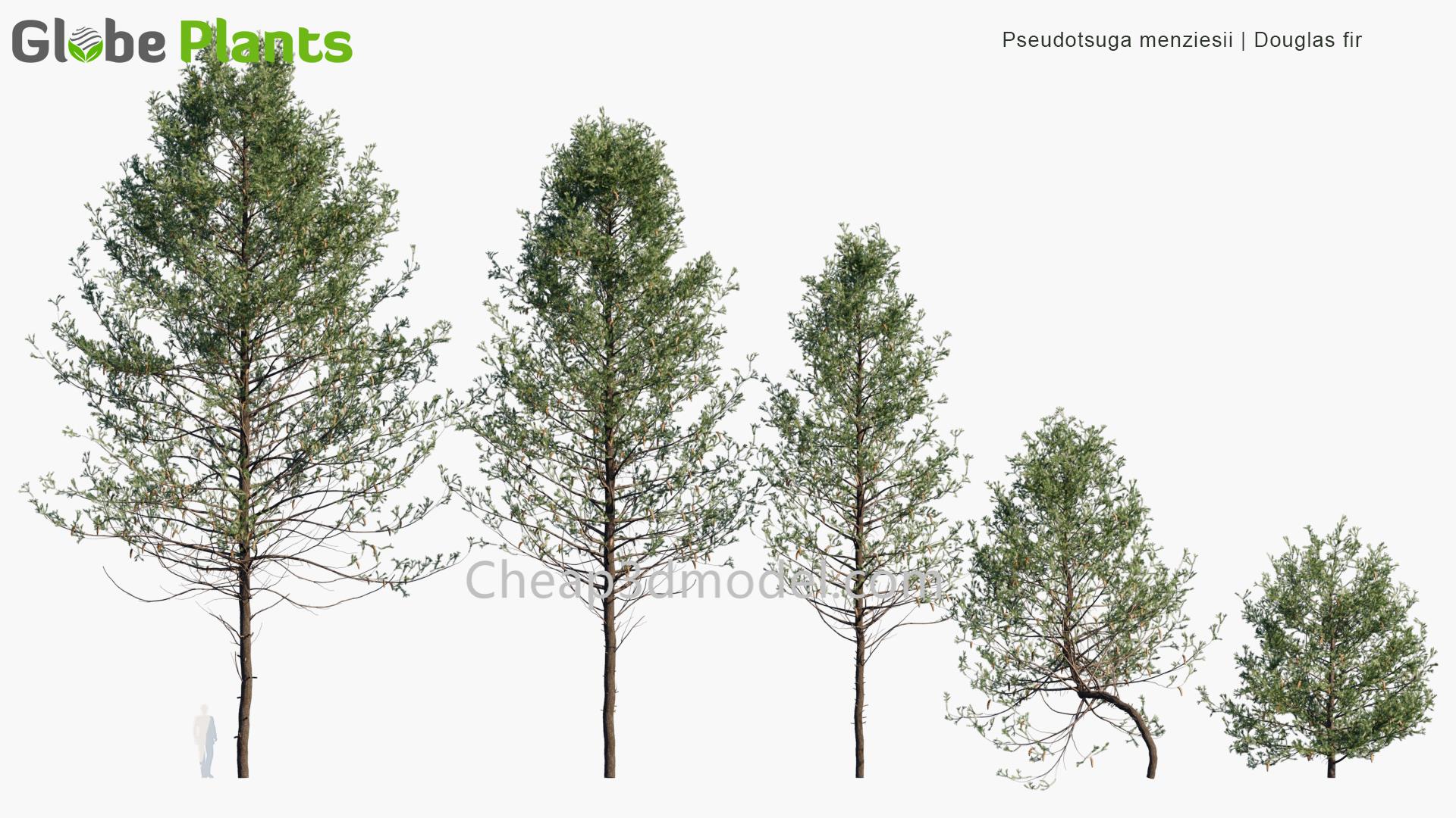 Pseudotsuga-menziesii_PRV1
