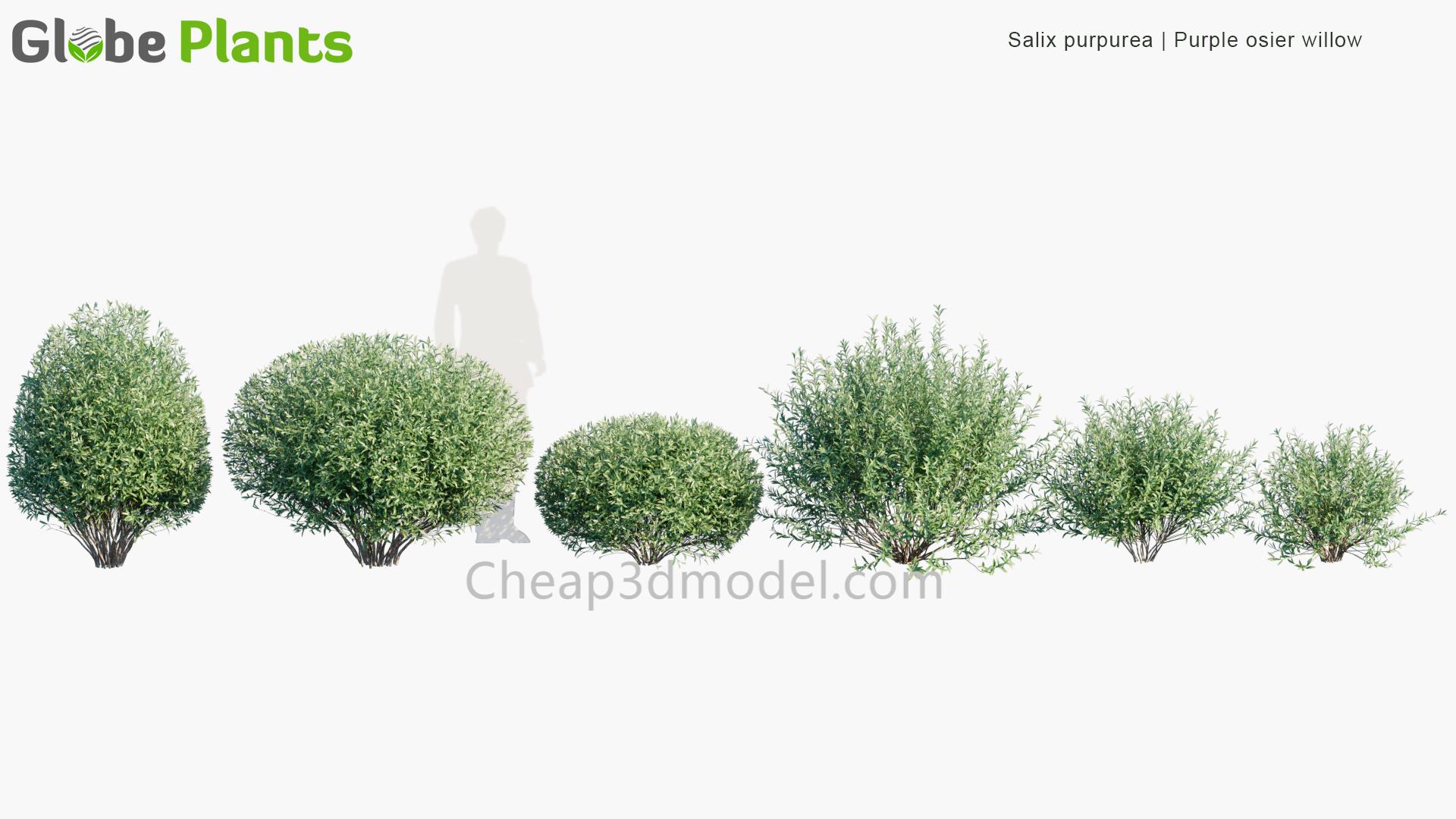 Salix-purpurea_PRV1