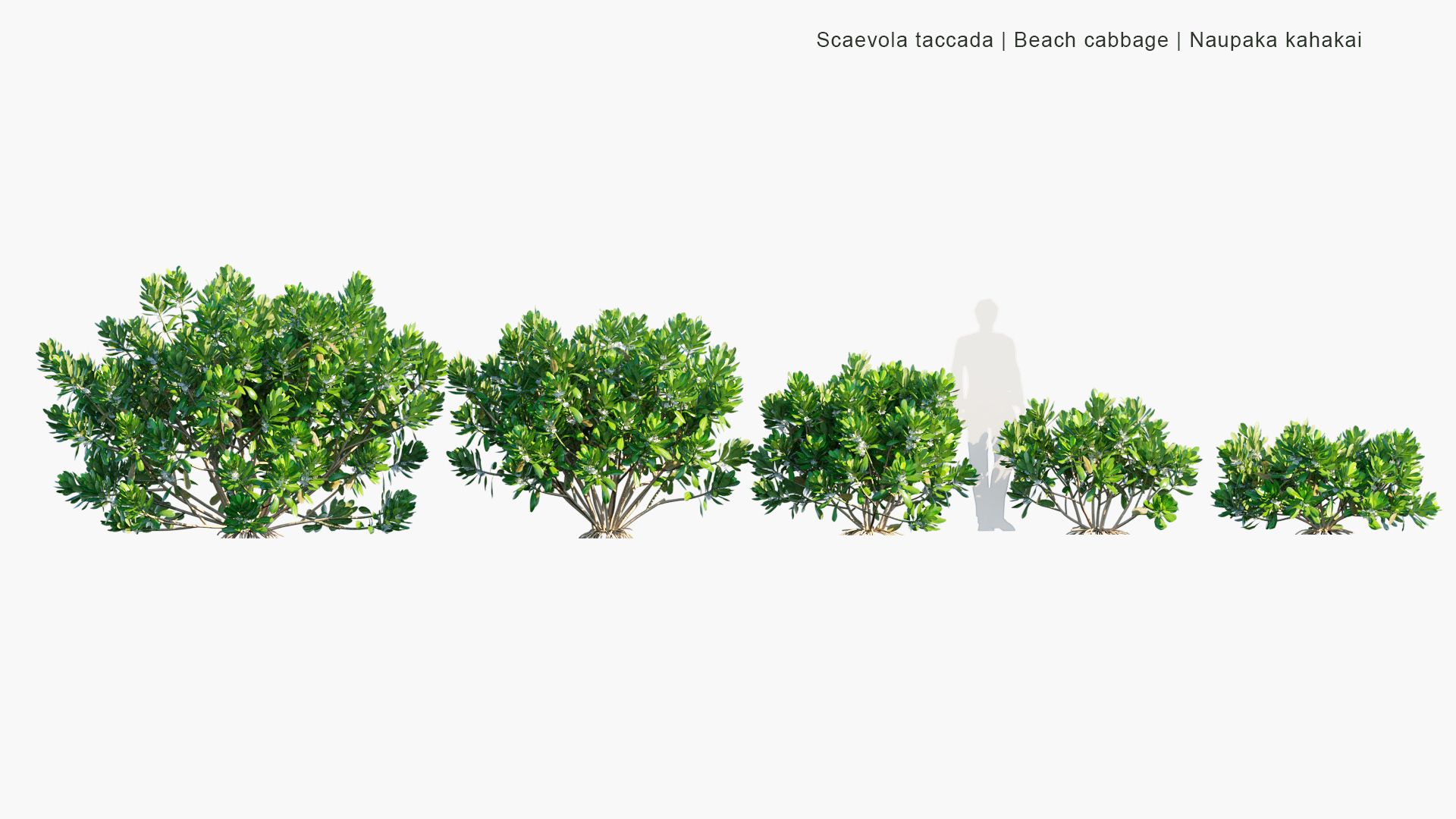 Scaevola-taccada_PRV1