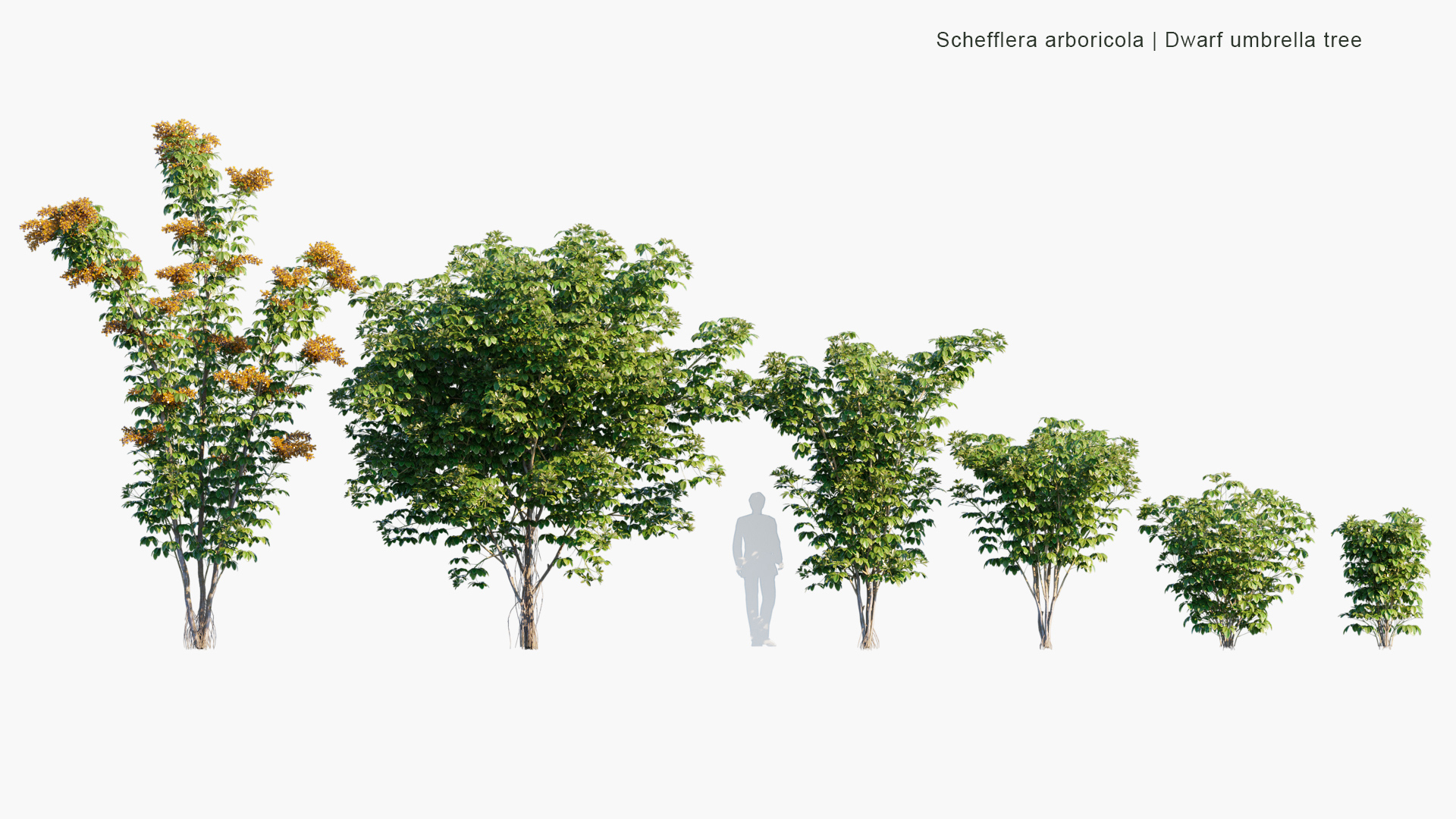 Schefflera-arboricola_PRV1