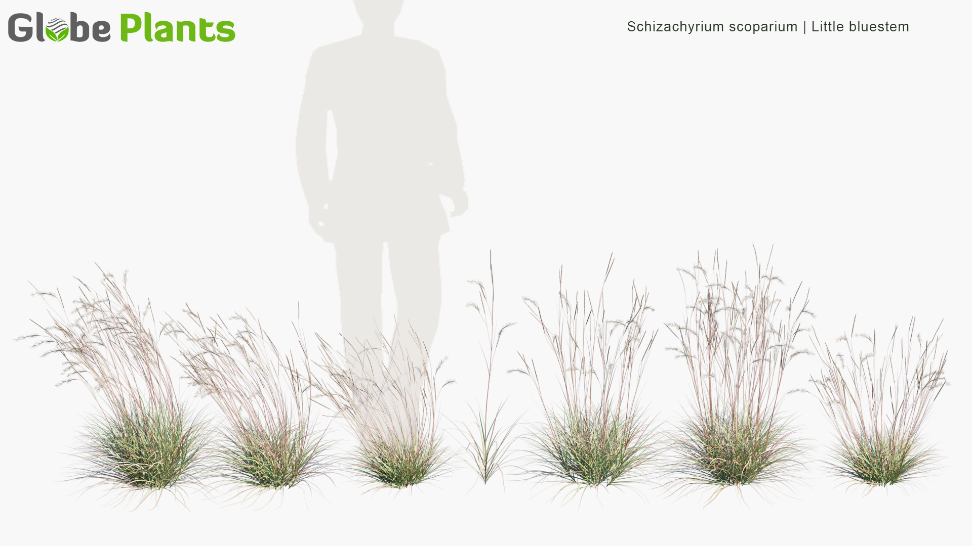 Schizachyrium-scoparium_PRV1