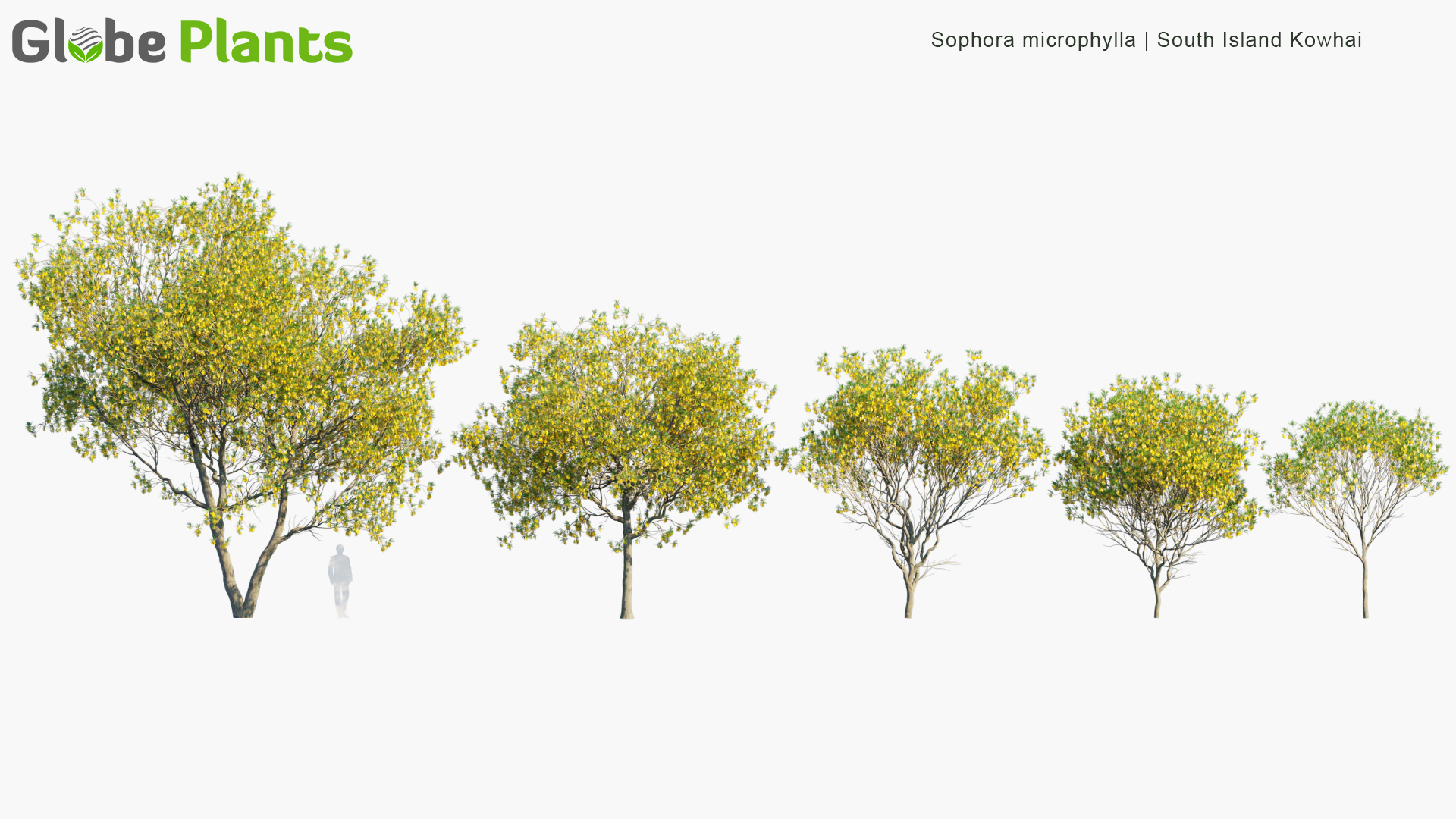 Sophora-microphylla_PRV1