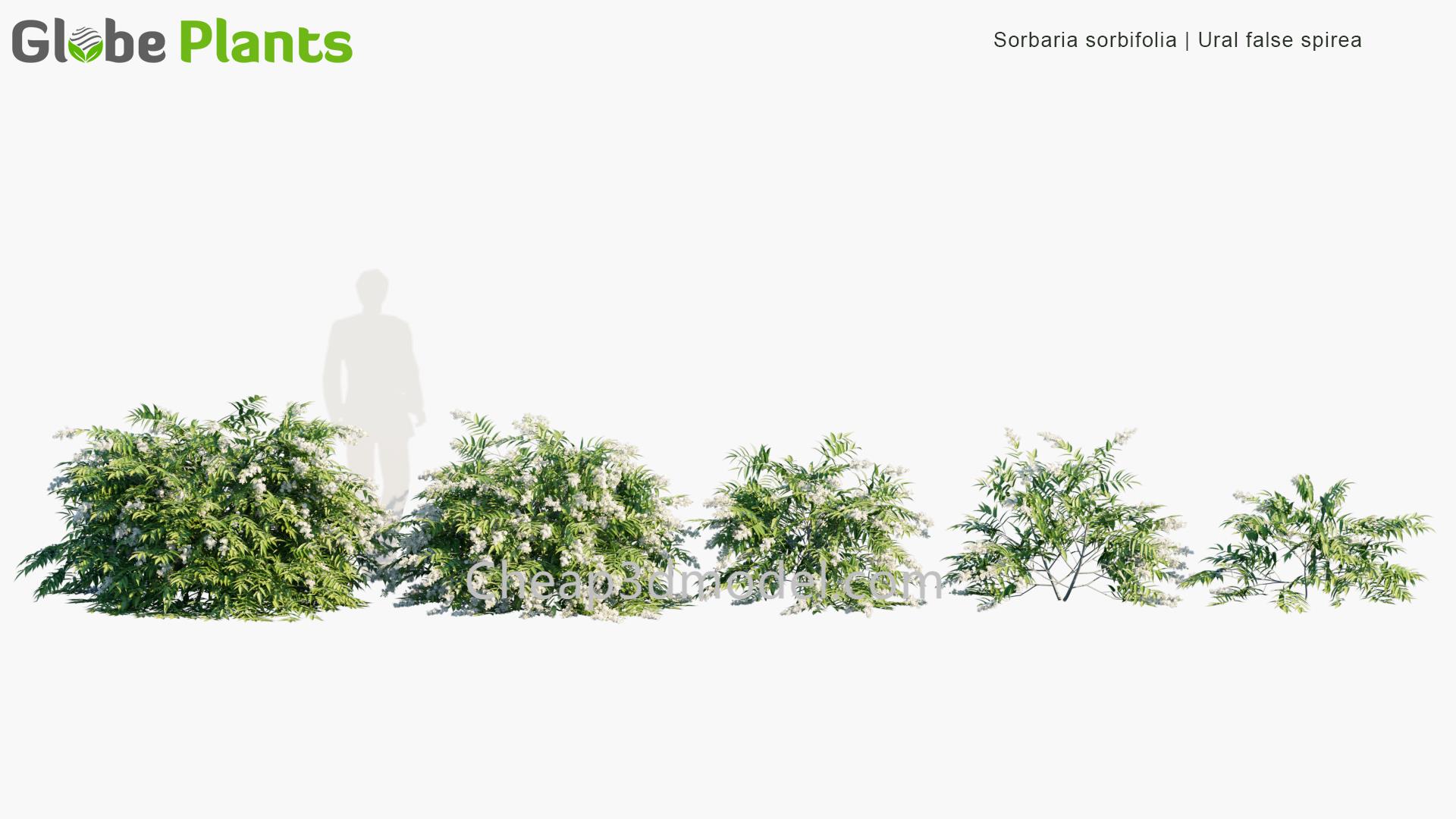 Sorbaria-sorbifolia_PRV1