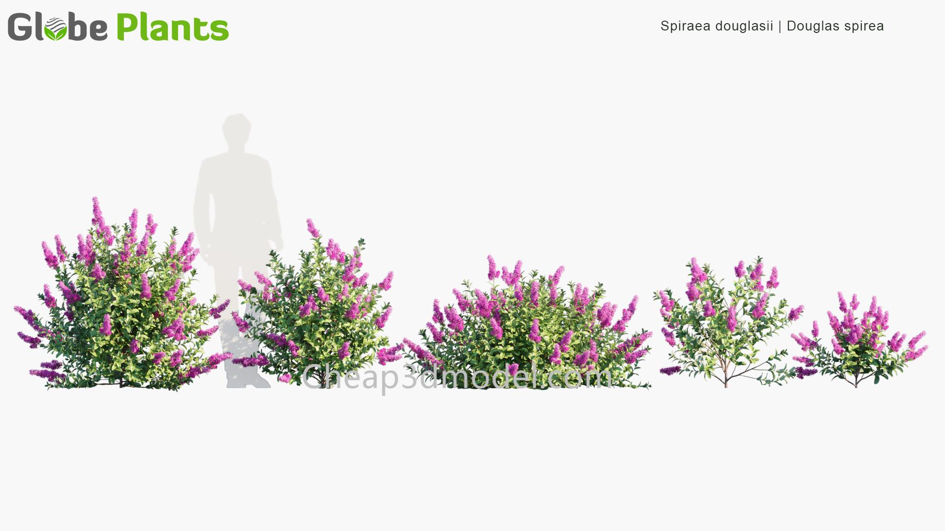 Spiraea-douglasii_PRV1
