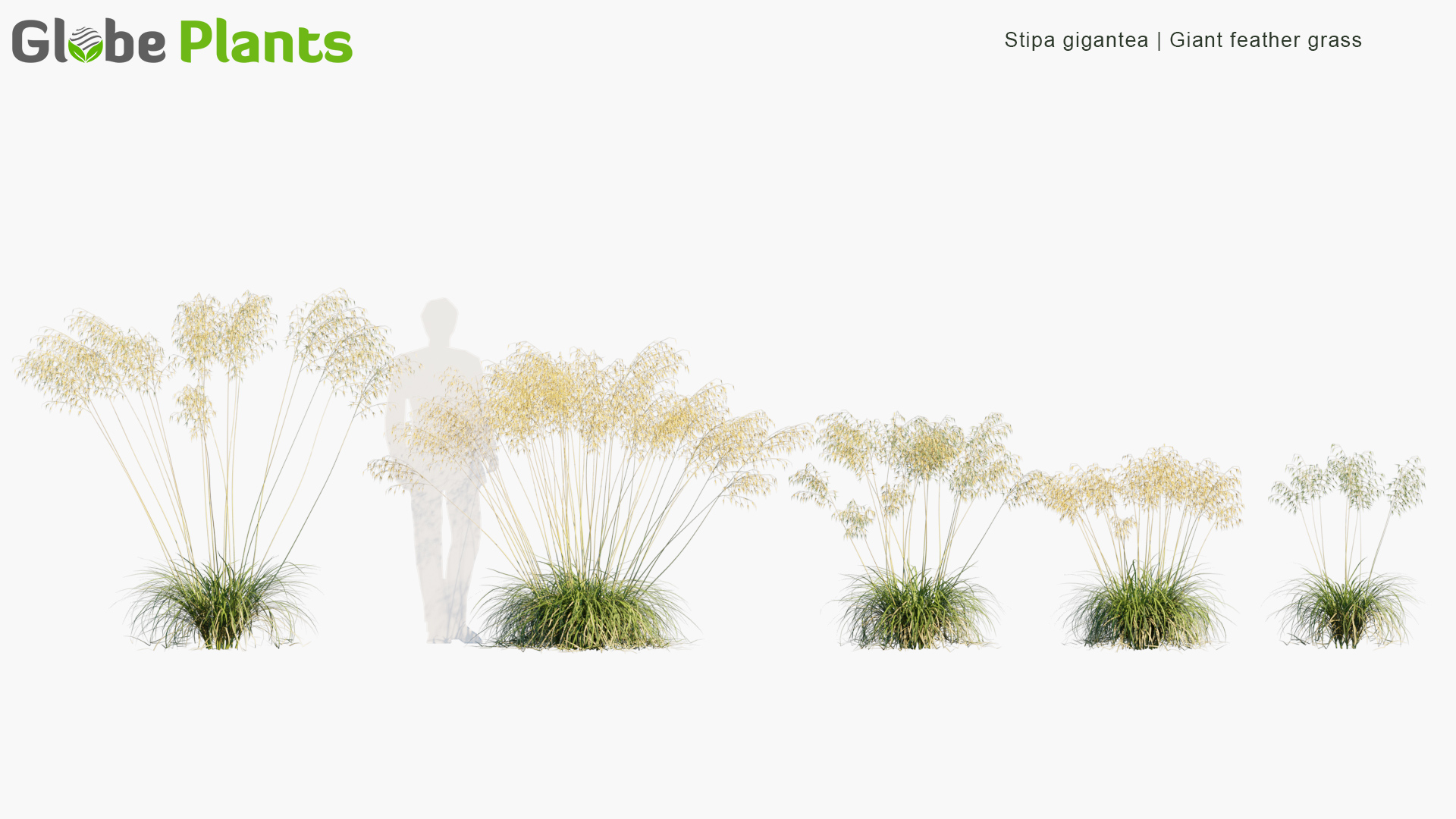Stipa-gigantea_PRV1