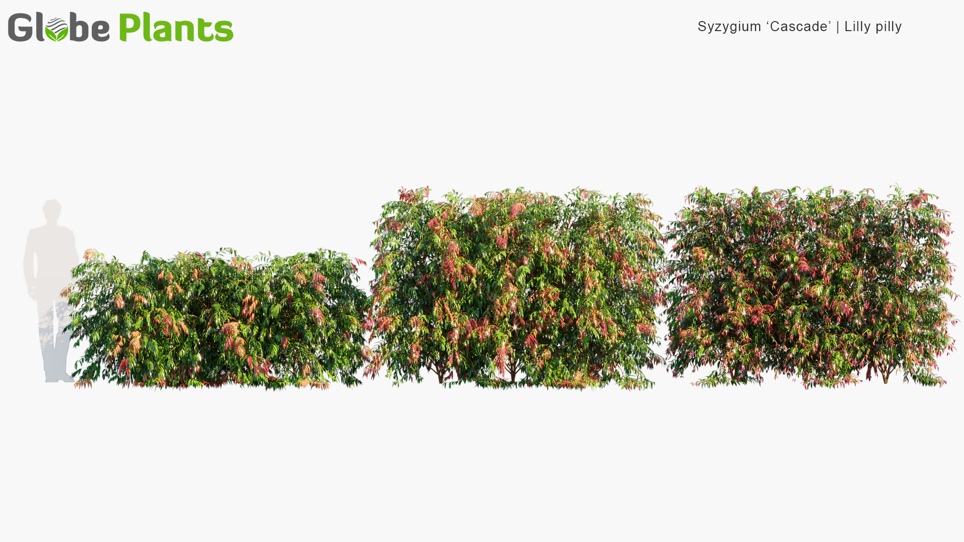 Syzygium-cascade_PRV1