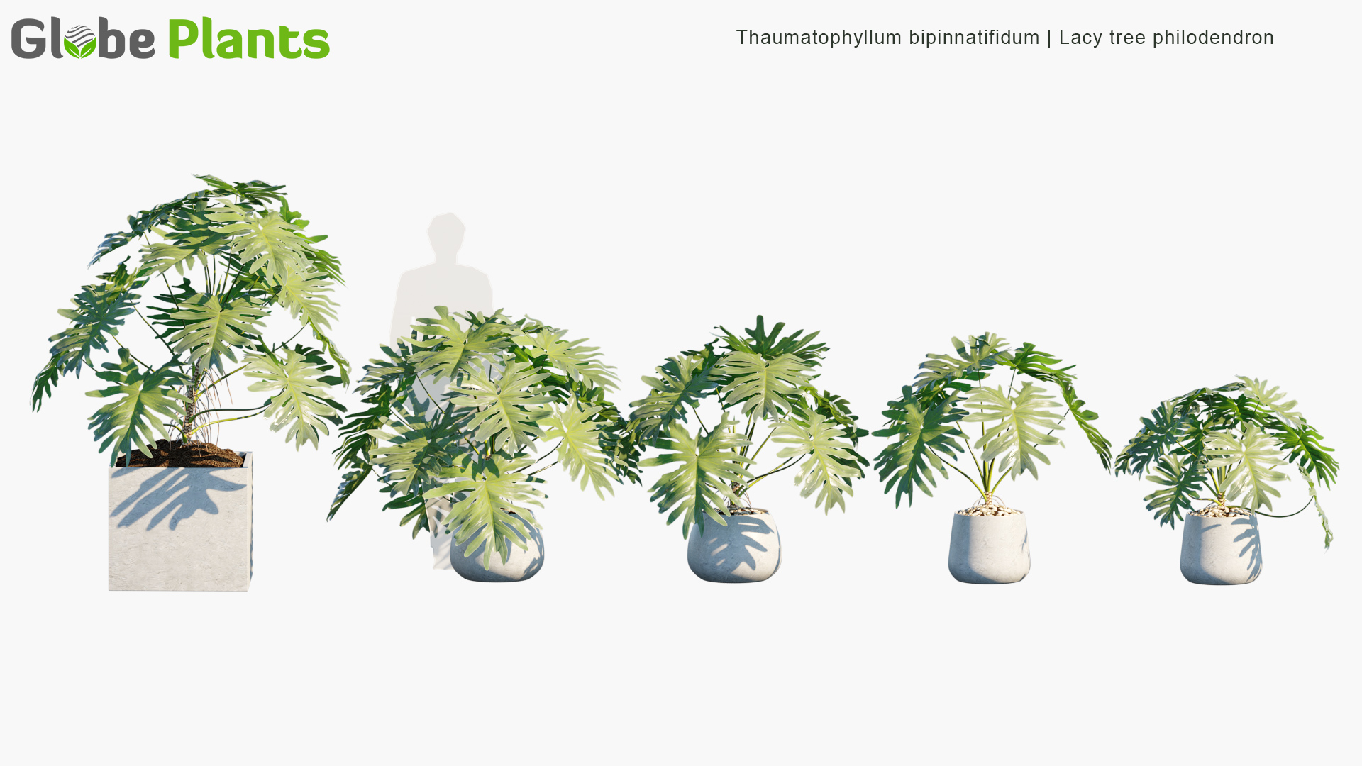 Thaumatophyllum-bipinnatifidum_PRV1