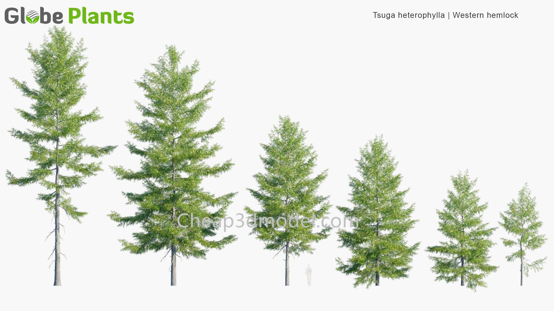 Tsuga-heterophylla_PRV1